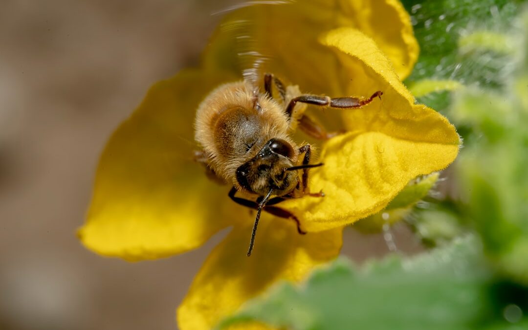 Photo Pollen mask