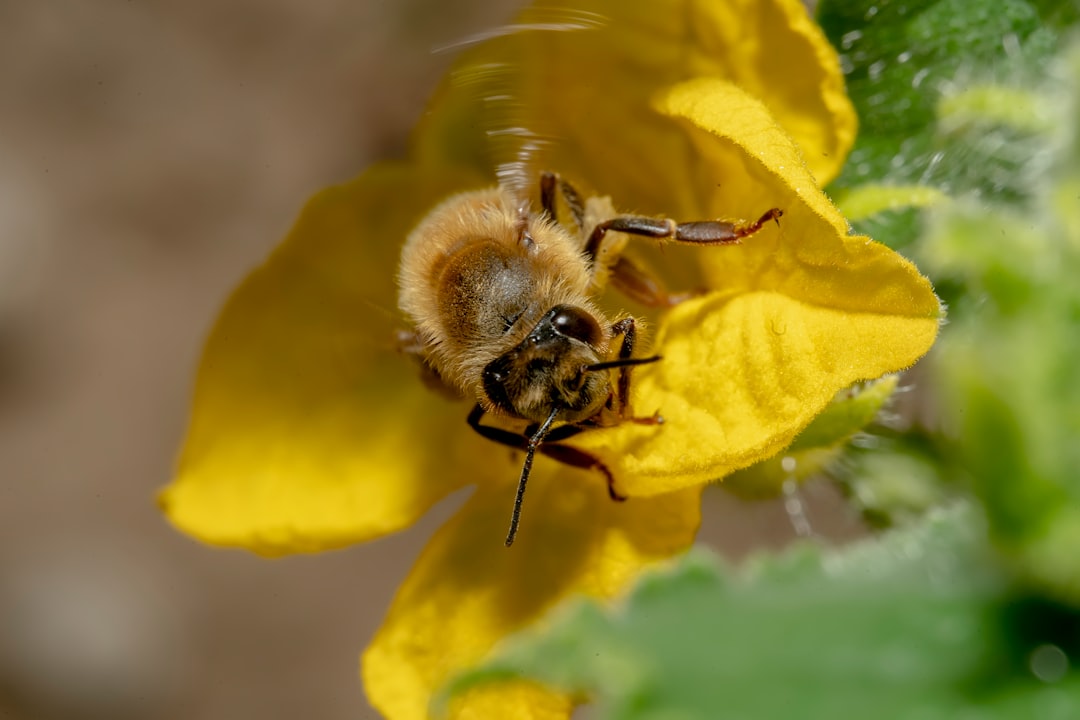 Photo Pollen mask