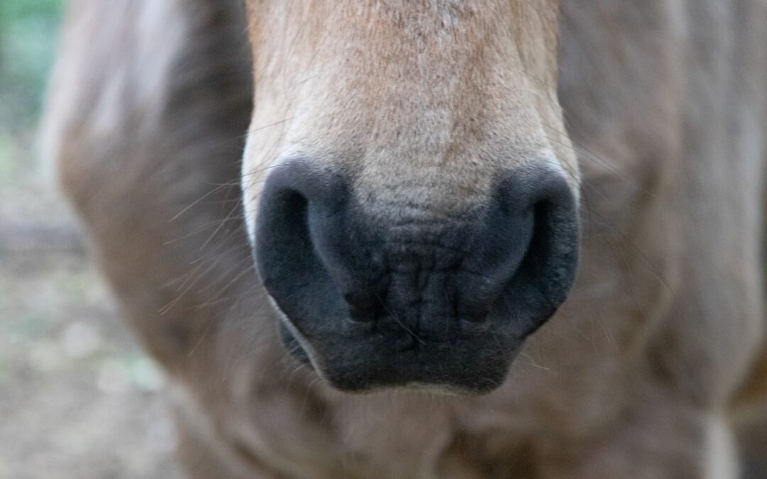 Photo Runny nose
