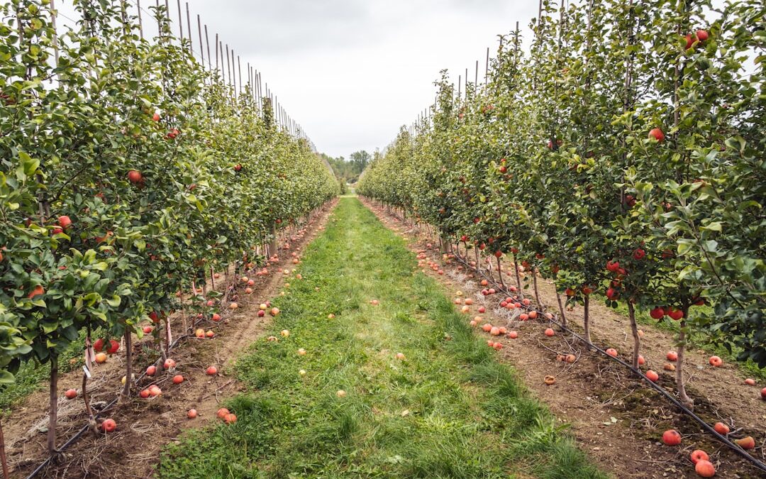 Photo Apple orchard