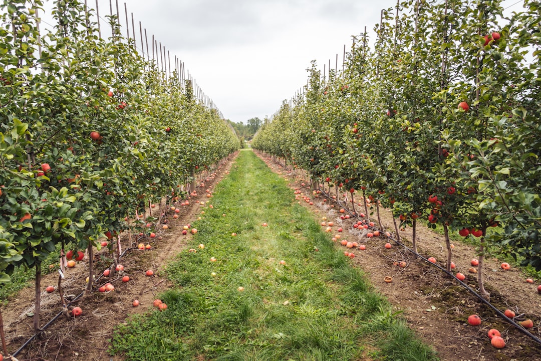 Photo Apple orchard