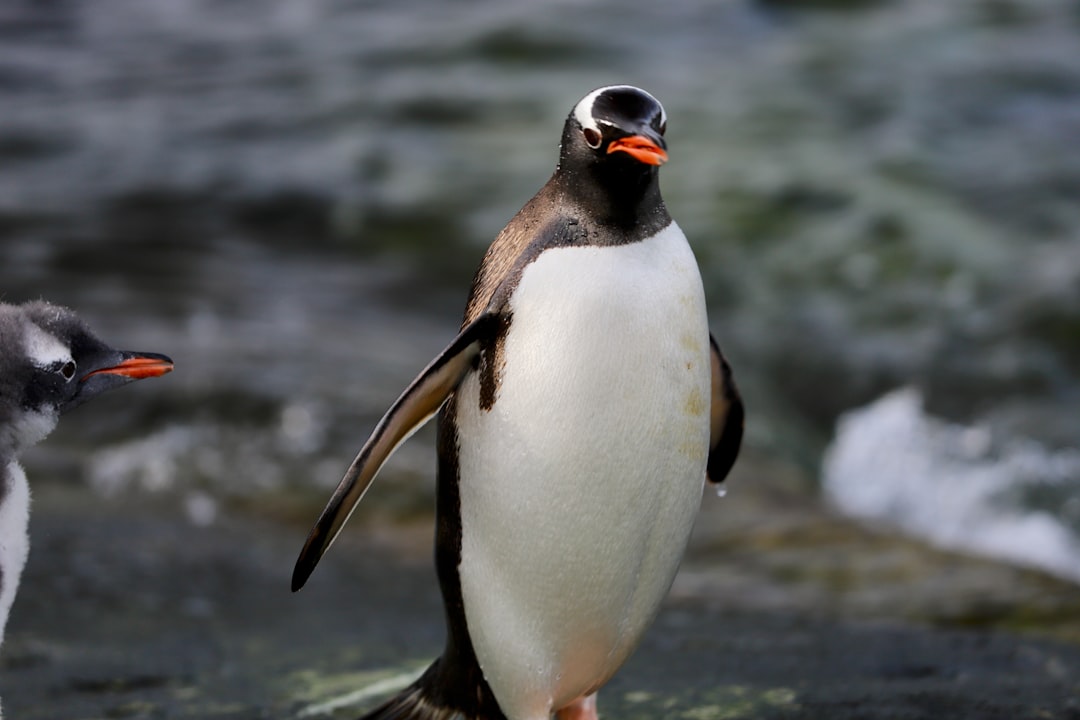 Photo Penguin mascot