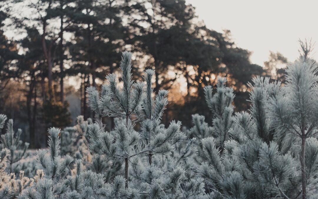 Photo Cold relief