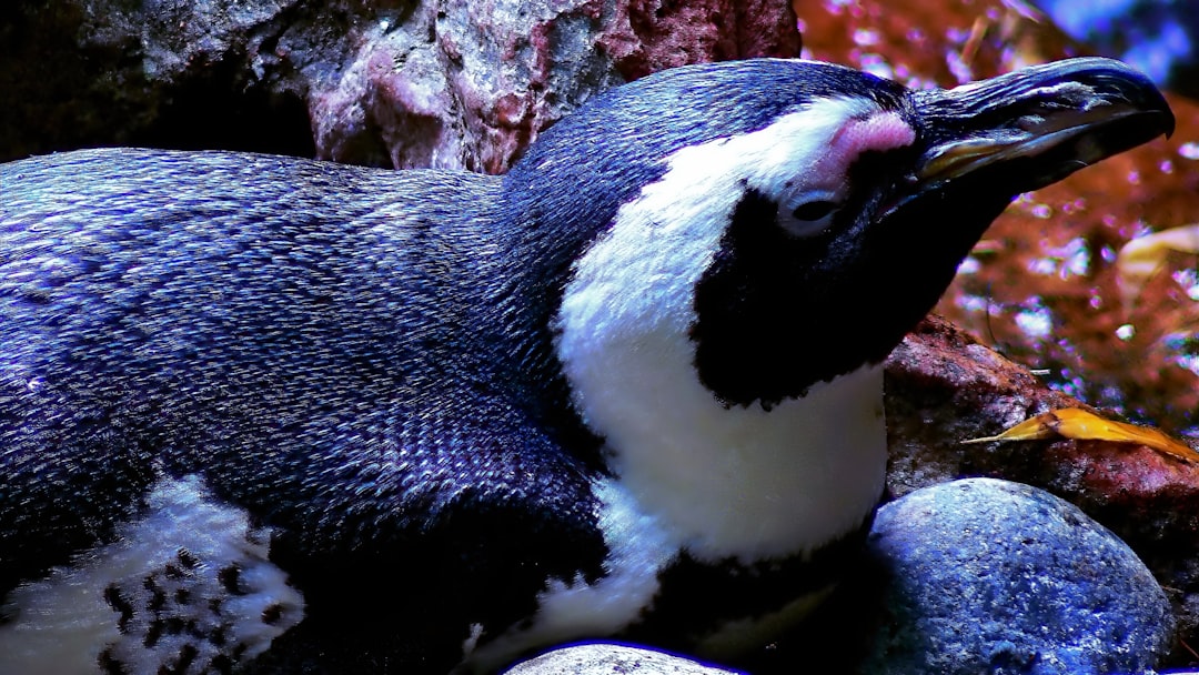 Photo Penguin mascot