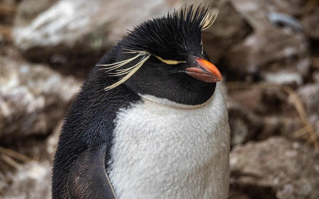 Photo Penguin mascot