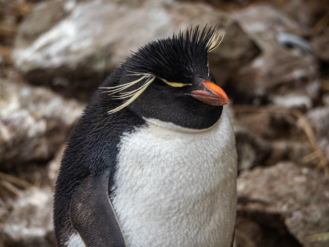 Photo Penguin mascot