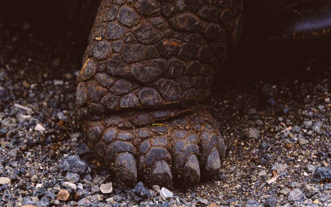 Photo Foot warts