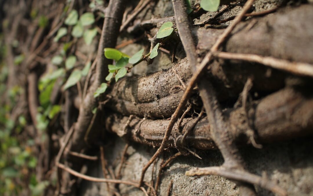 Photo Plant roots