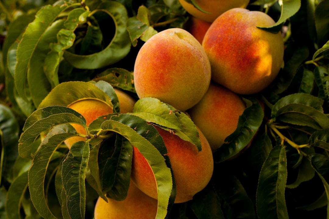 Photo Fruit tree