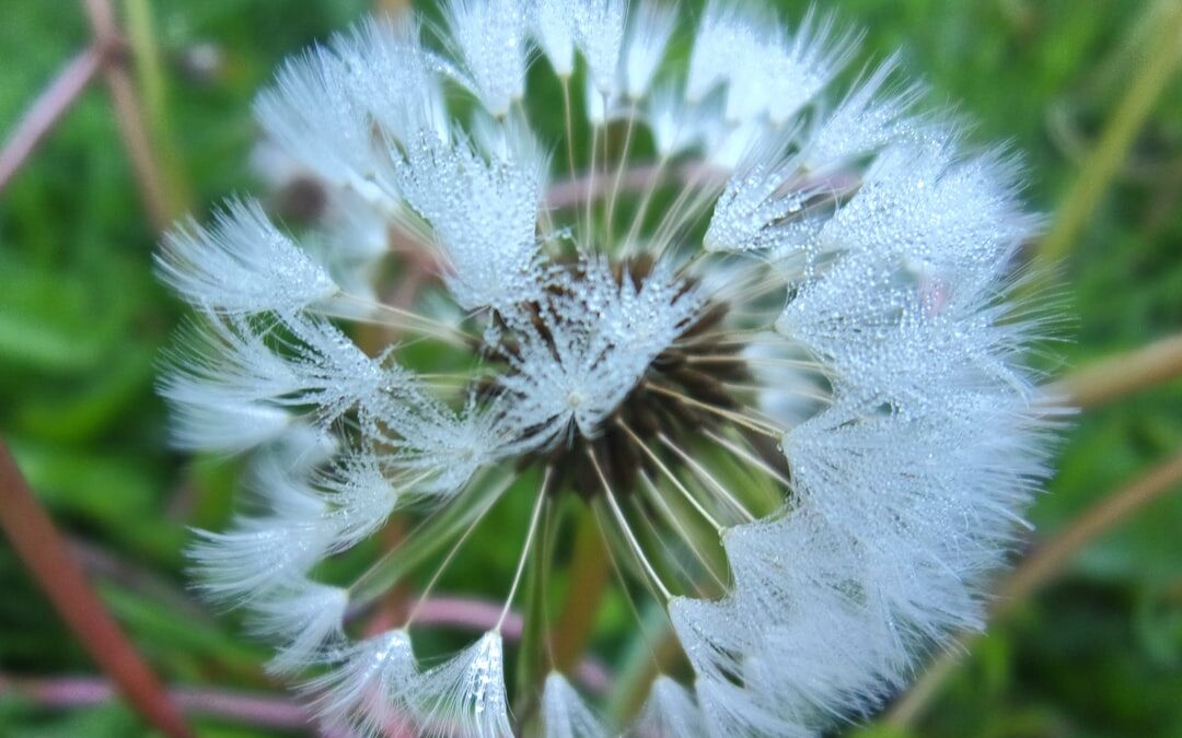 Photo Hay fever spray