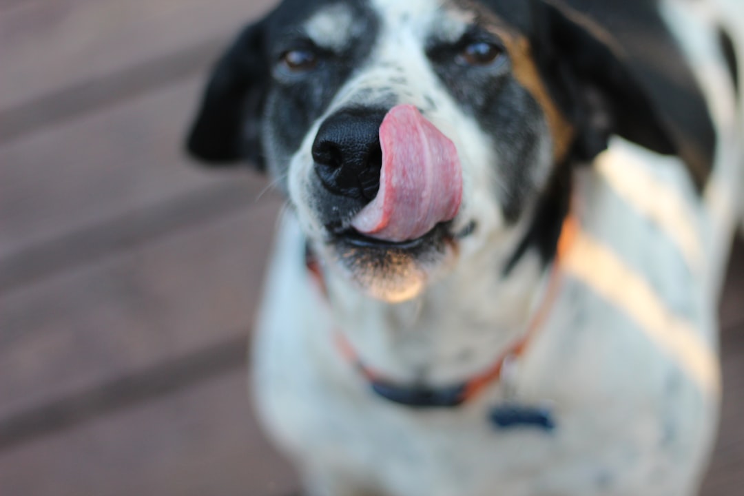 Photo Tongue with wart