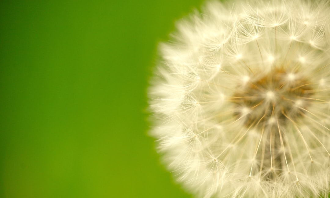 Photo Hay fever medication