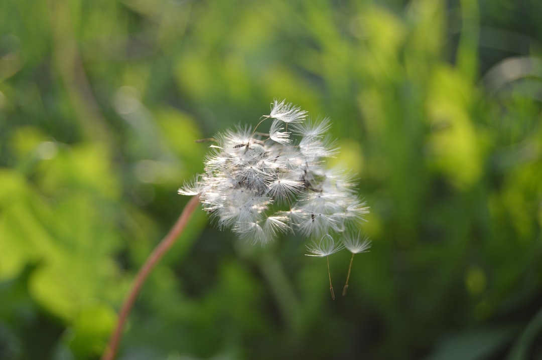 Photo Hay fever spray