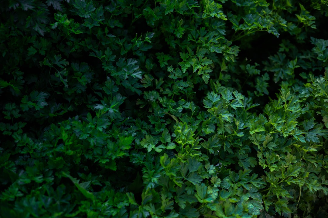 Photo Weed killer