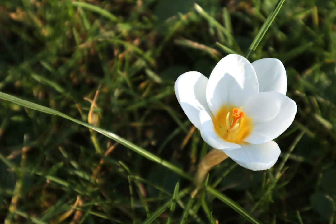 Photo Hay fever