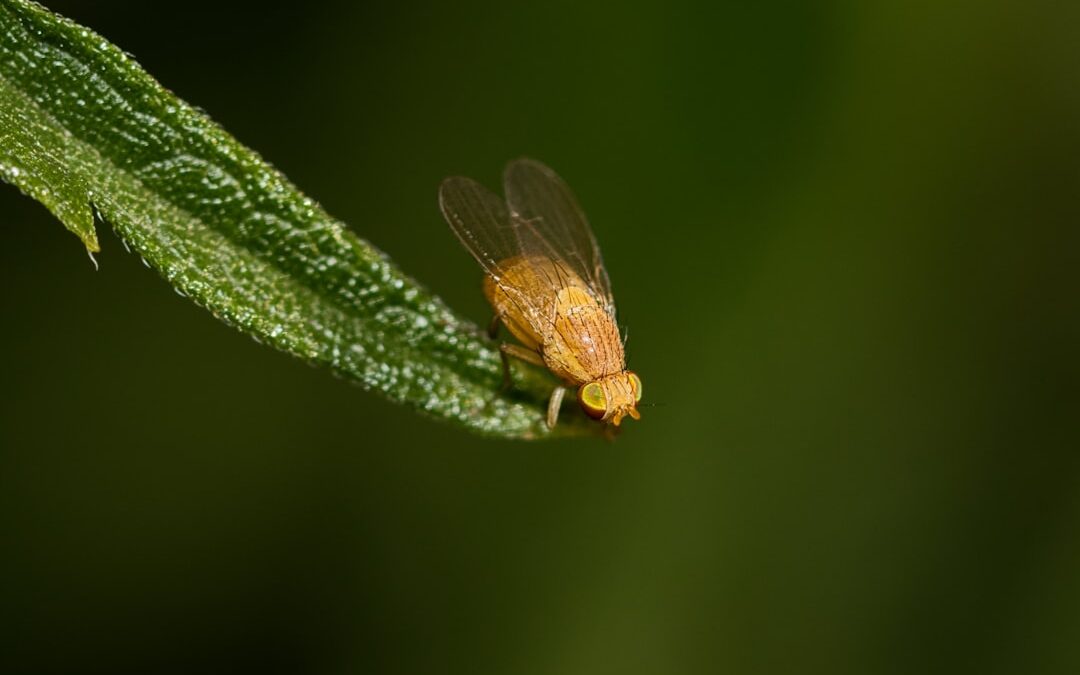 Photo Fruit fly