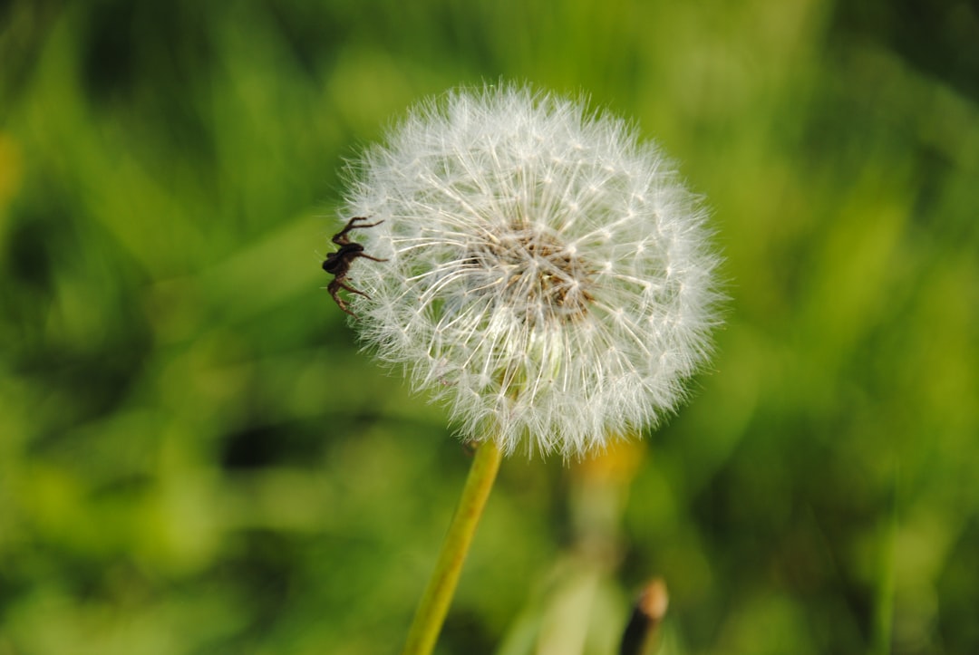 Photo Hay fever relief