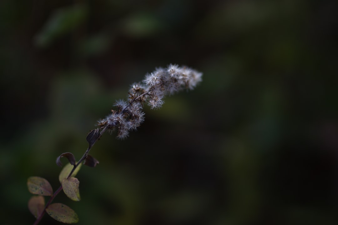 Photo wart appearance