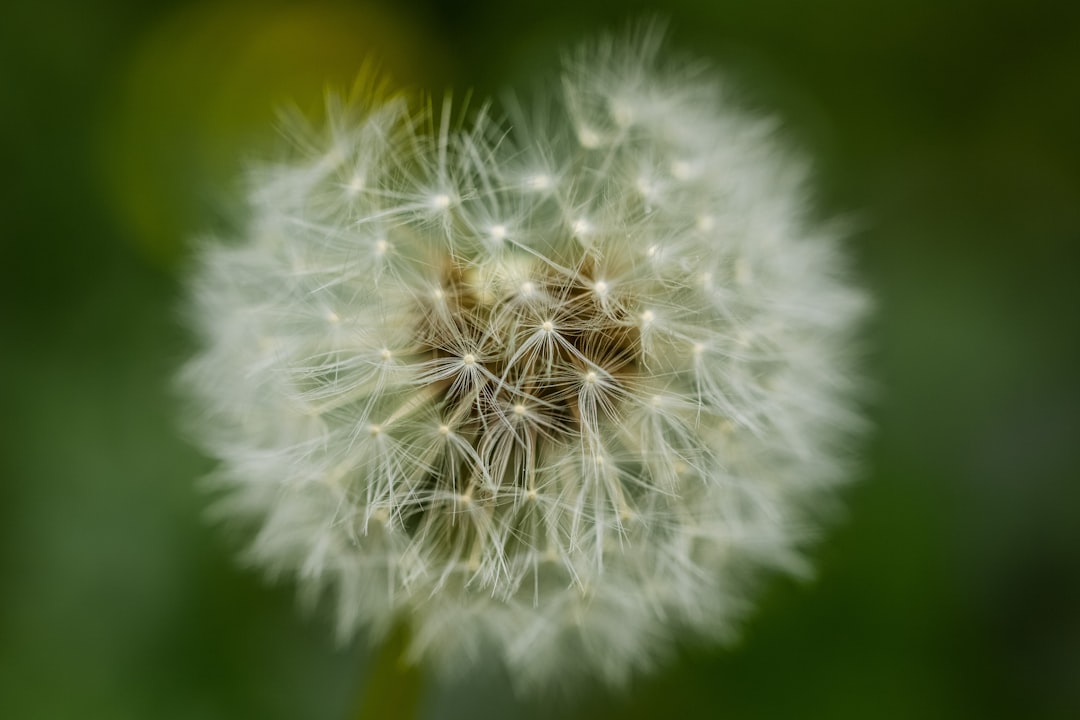 Photo Hay fever