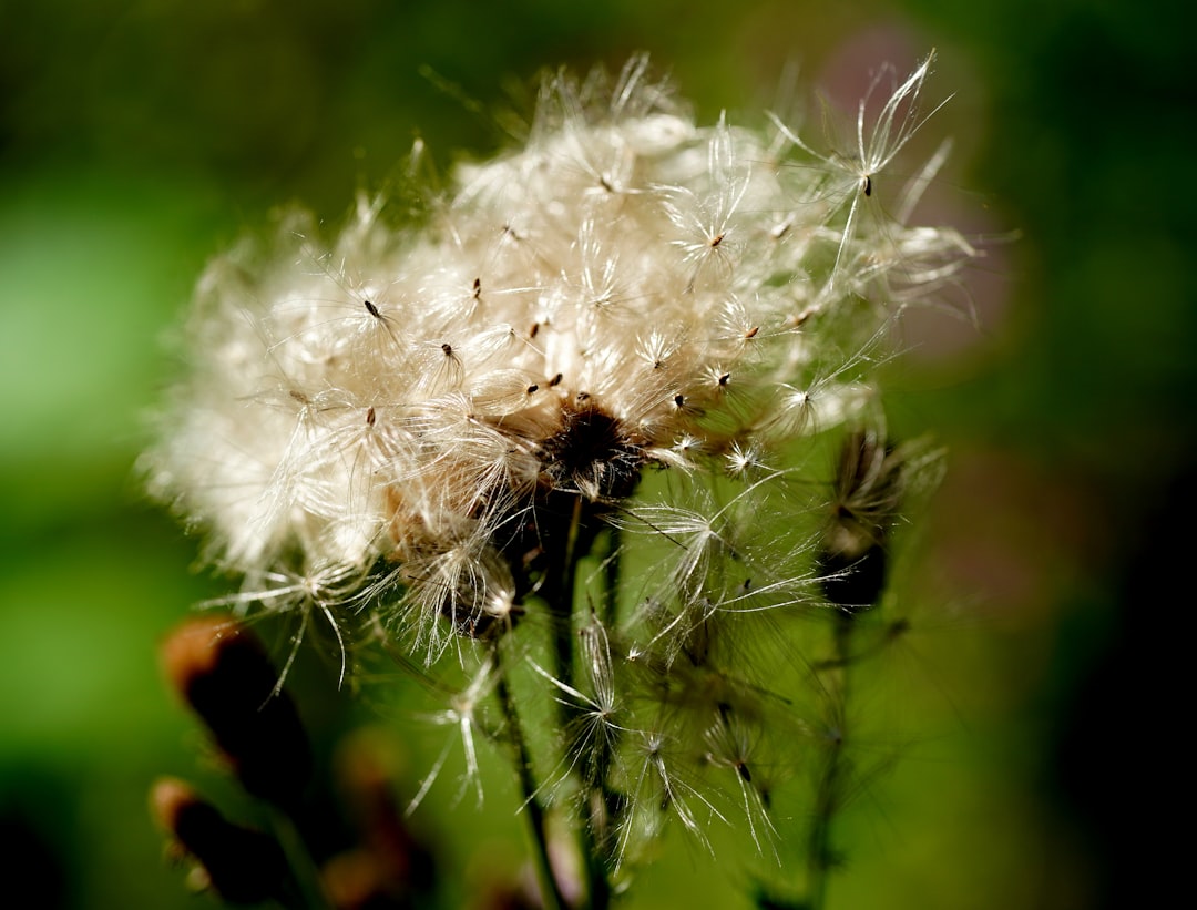 Photo Hay fever