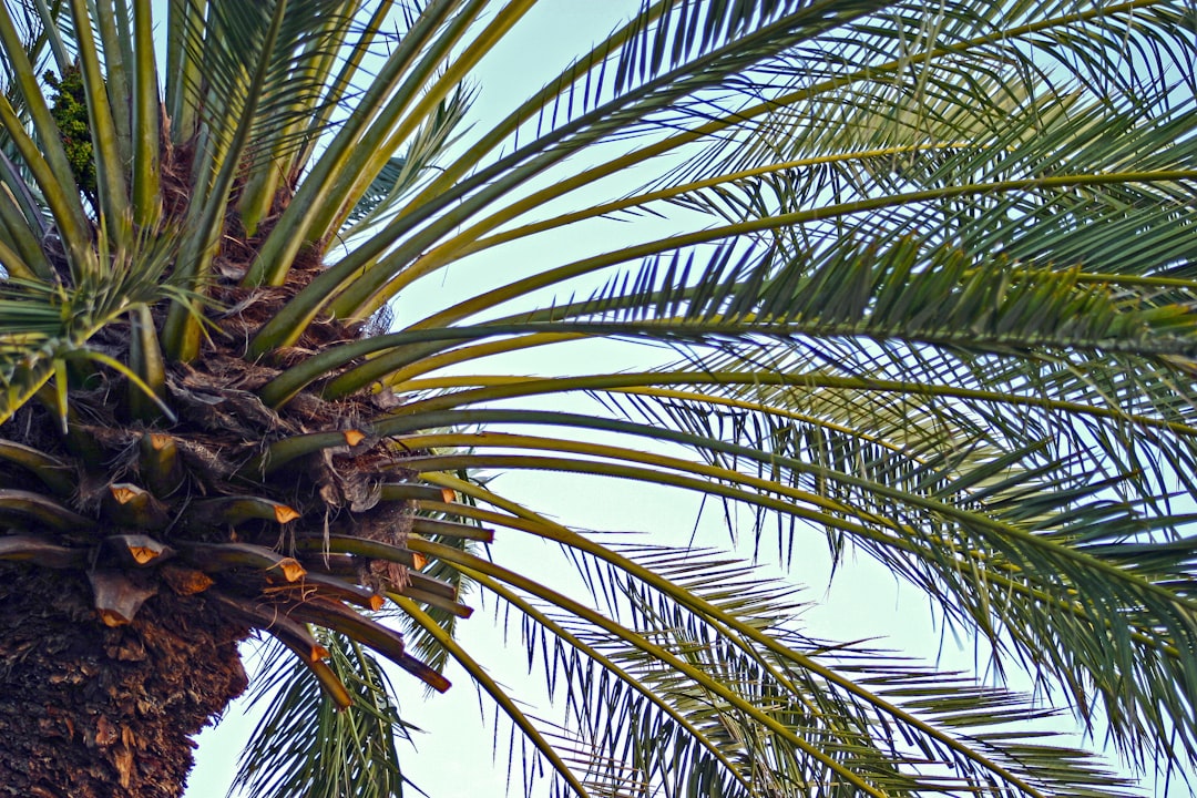 Photo wart on palm