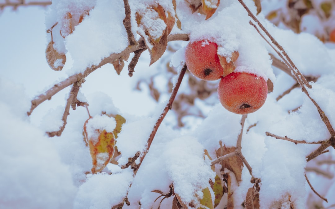 Photo Frozen apples