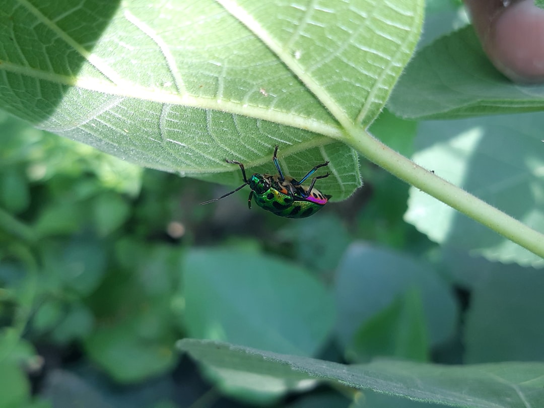 Photo Pest control