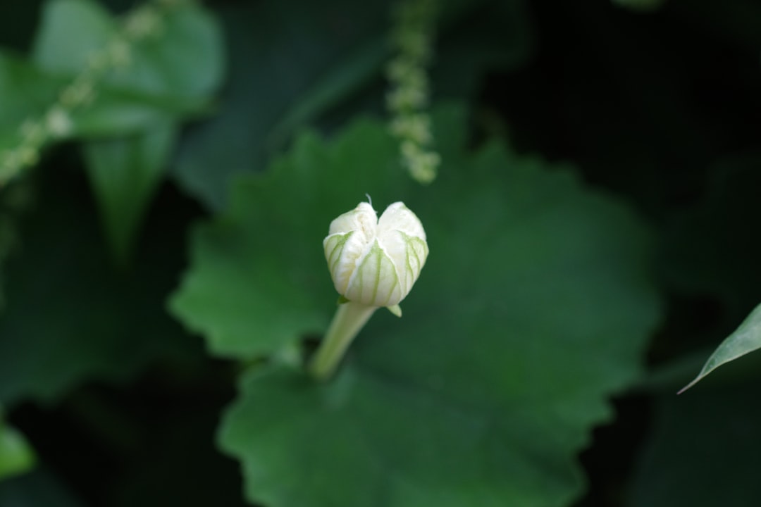 Photo Cauliflower-like growth