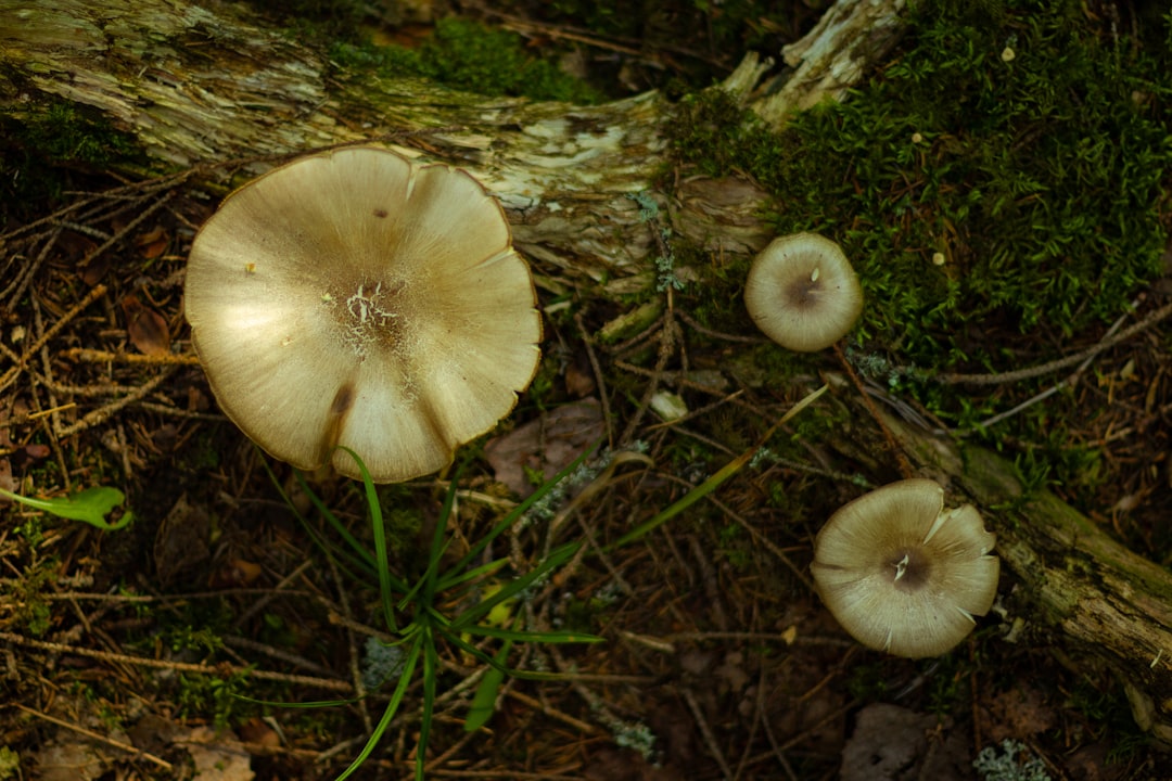 Photo Mushroom soup