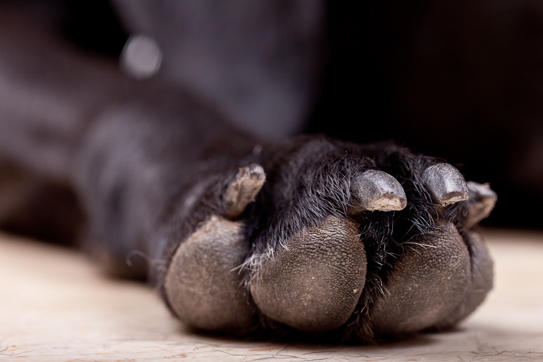 Photo Foot with callus