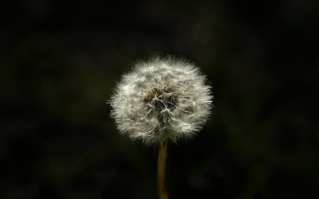 Photo Hay fever