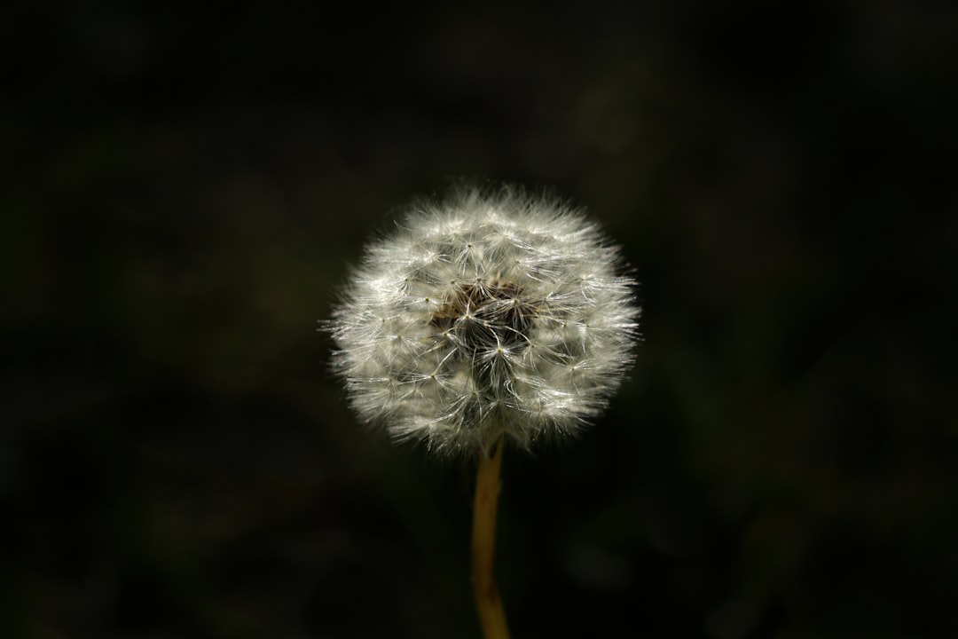 Photo Hay fever