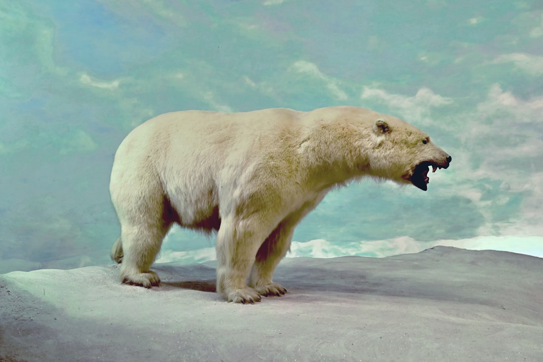 Photo Animal extinction