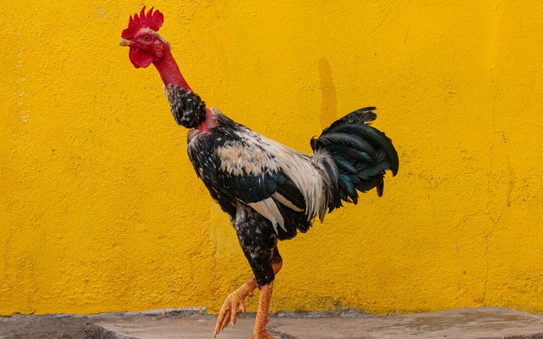 Photo Chicken feet