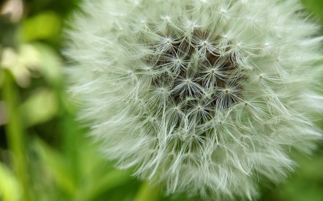 Photo Allergy relief