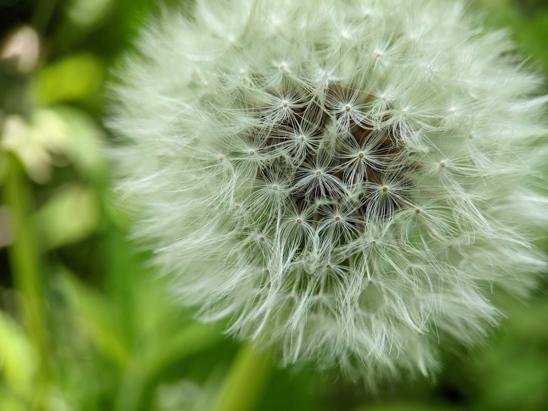 Photo Allergy relief