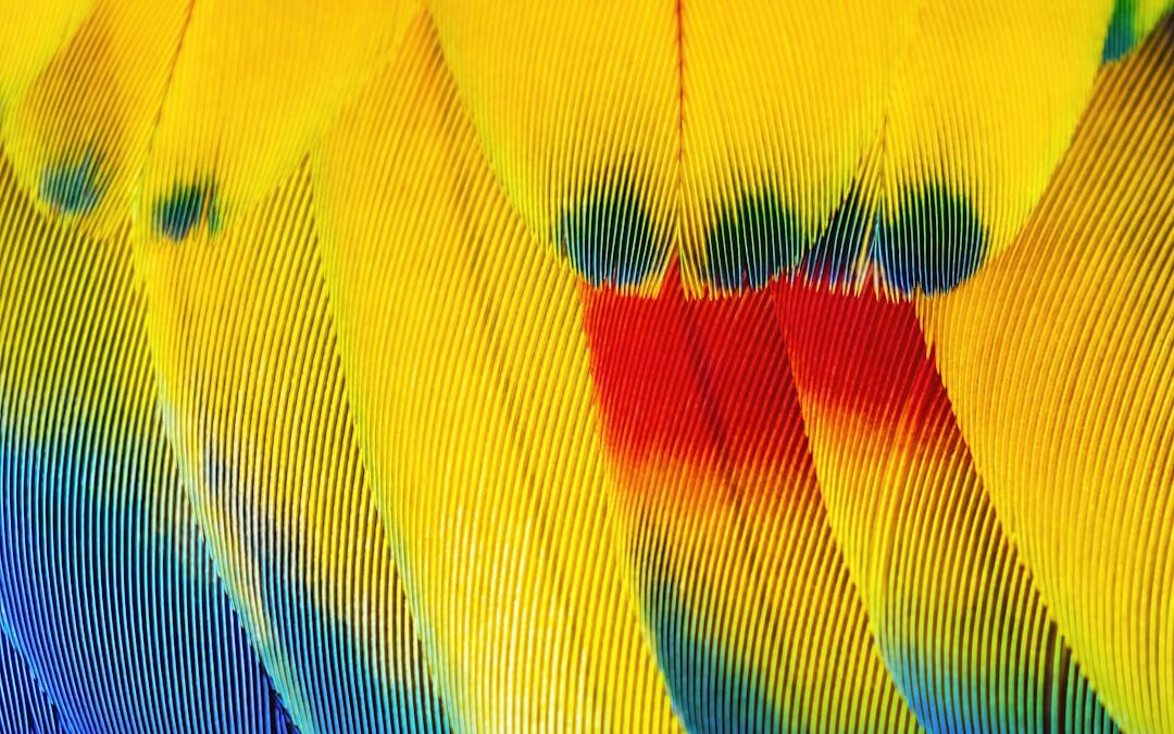 Photo Colorful feathers