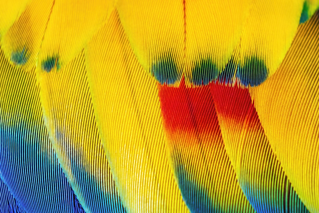 Photo Colorful feathers