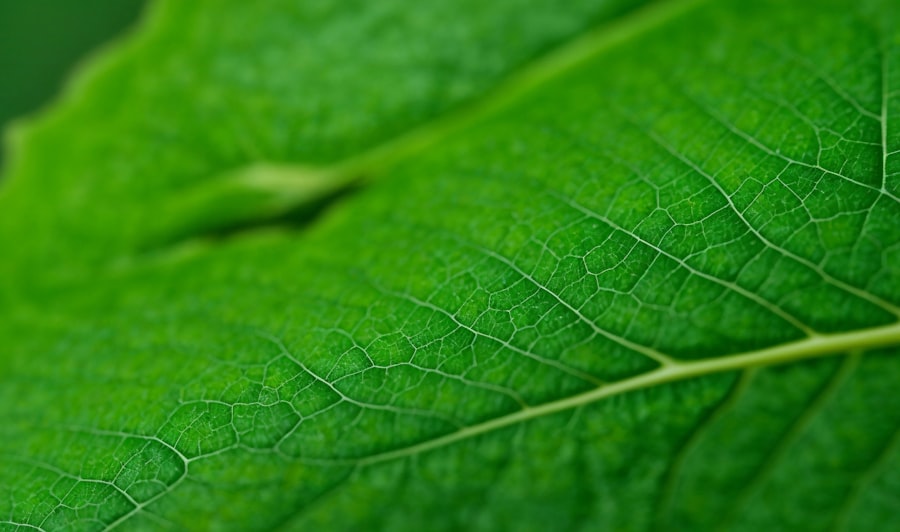 Vegyszerallergia megelőzése