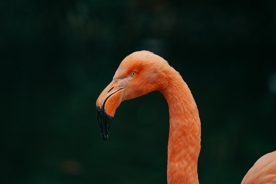 zsirm&aacute;j