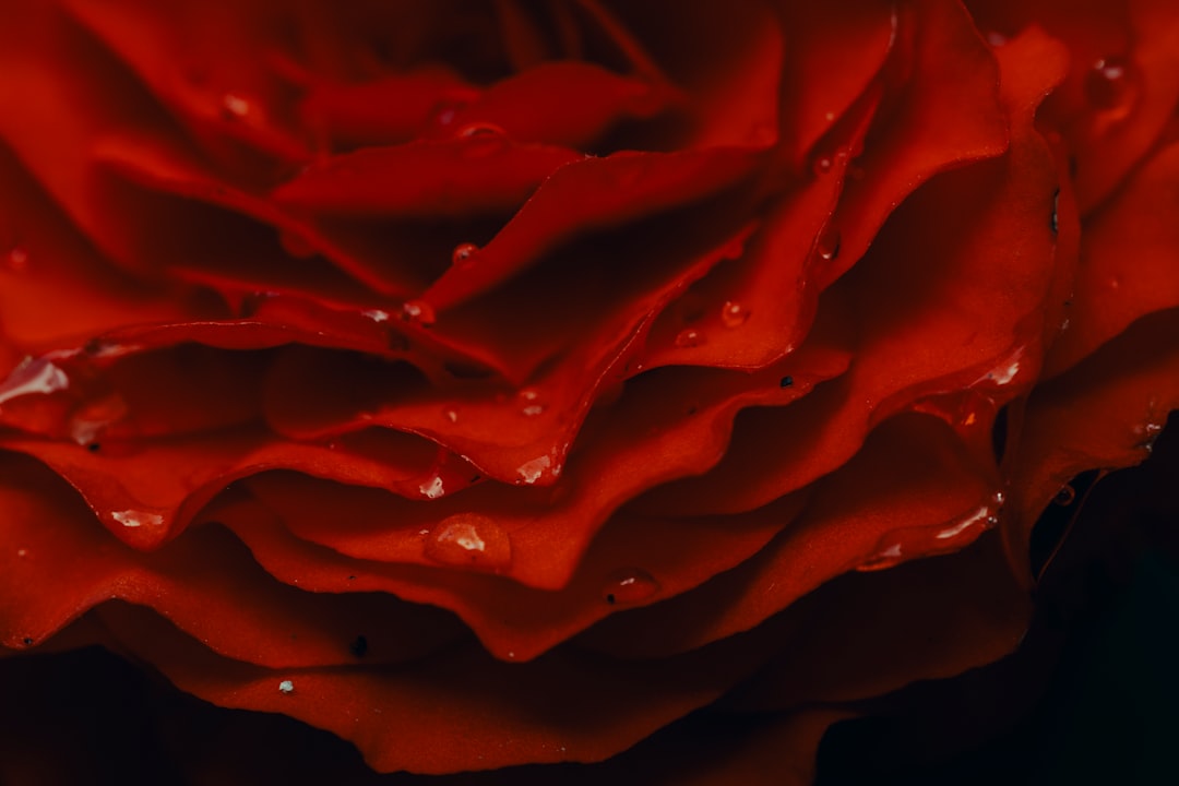 Photo Vérmétely terjedése - "Vérmétely"