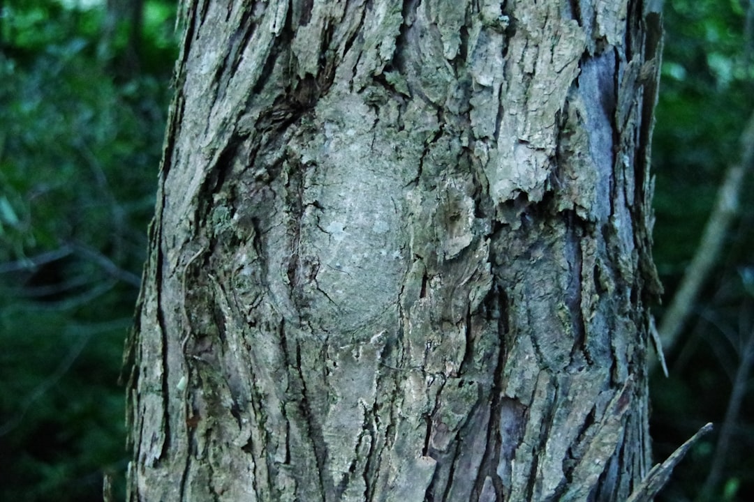 Photo anal fissure
