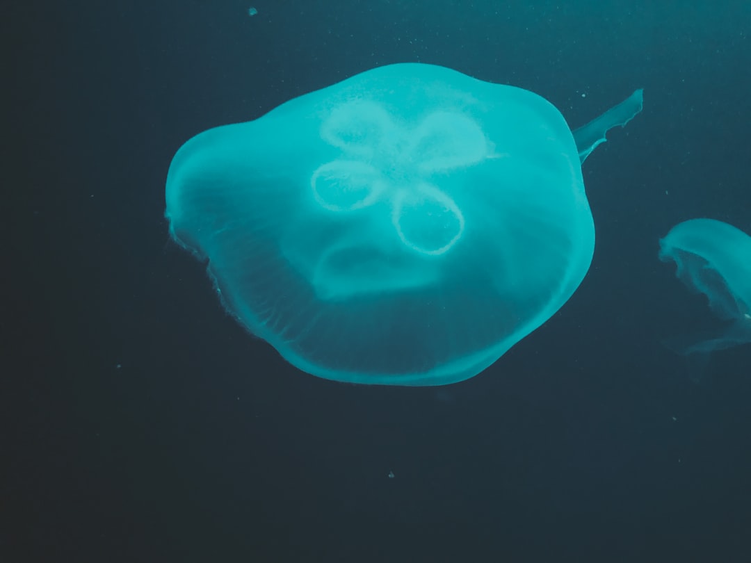Photo rectal polyp size
