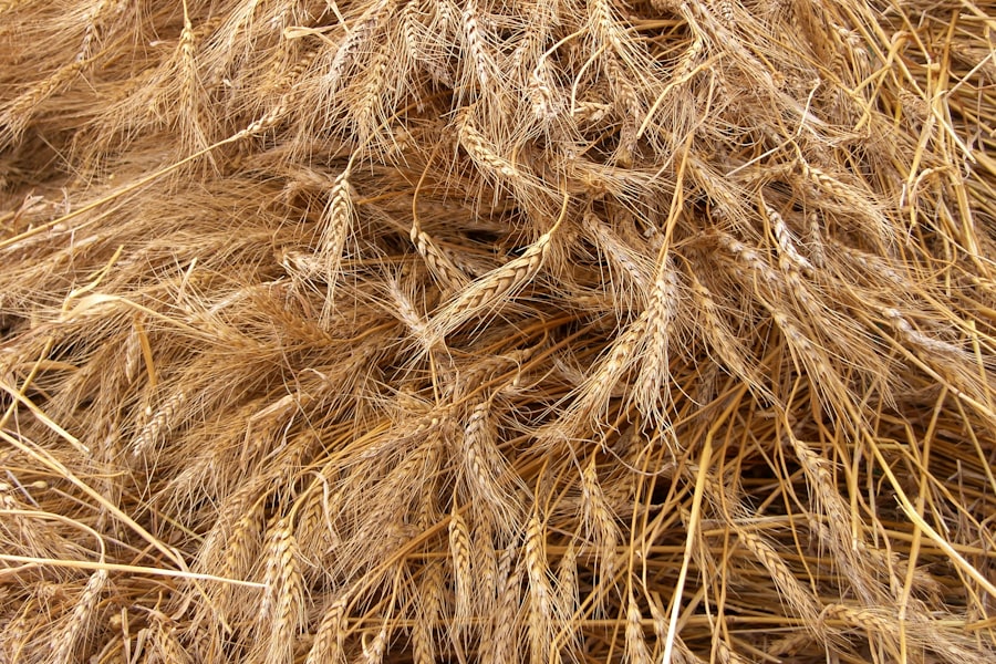 Photo Hair growth