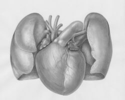 Photo Heart diseases