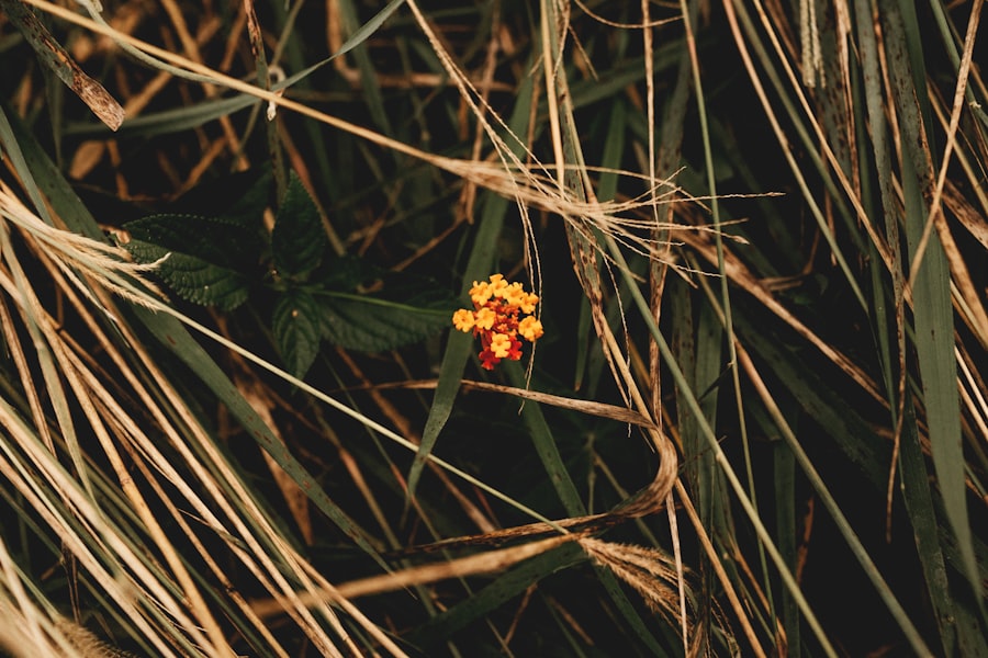 Photo zsir