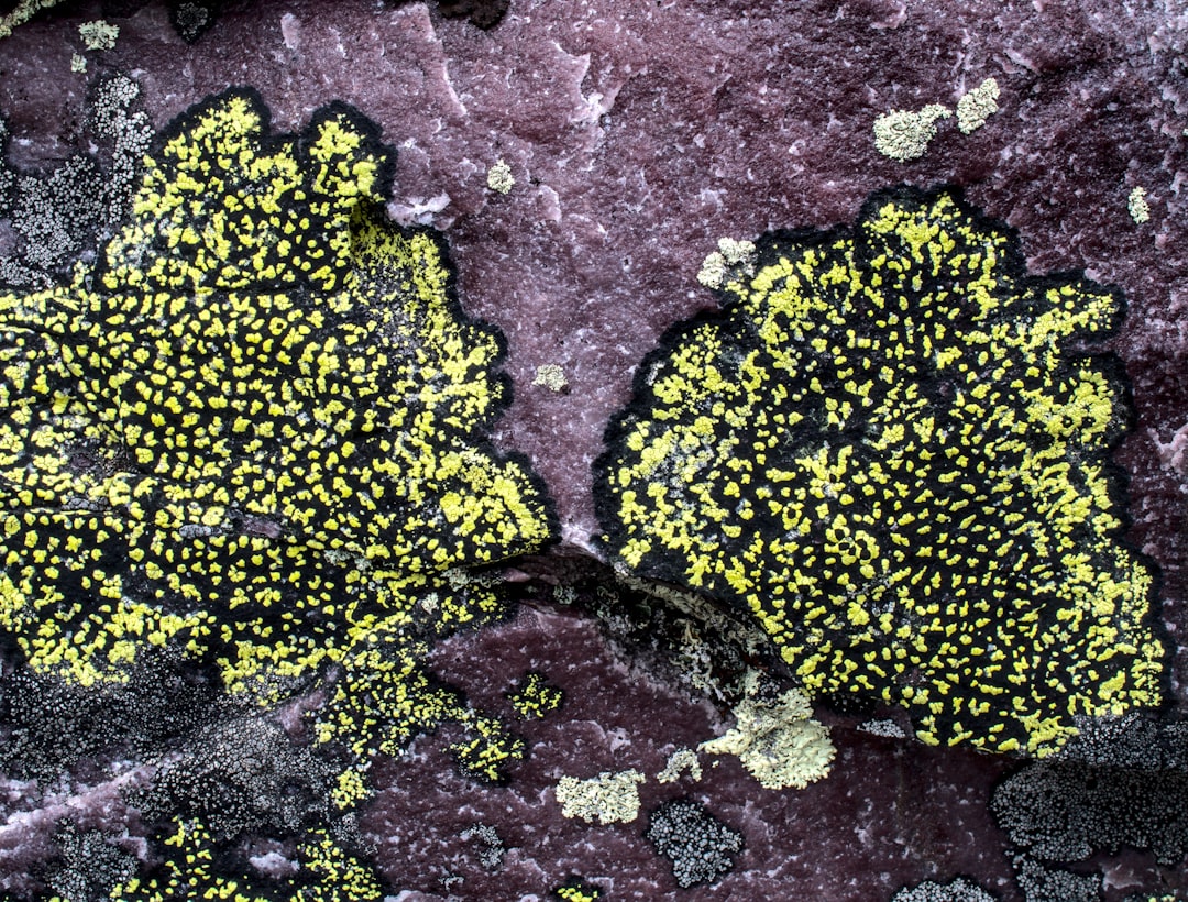 Photo herpes