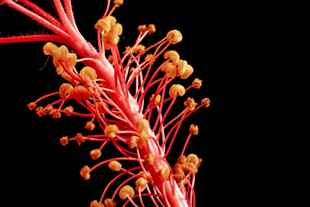 Photo colorectal cancer metastases