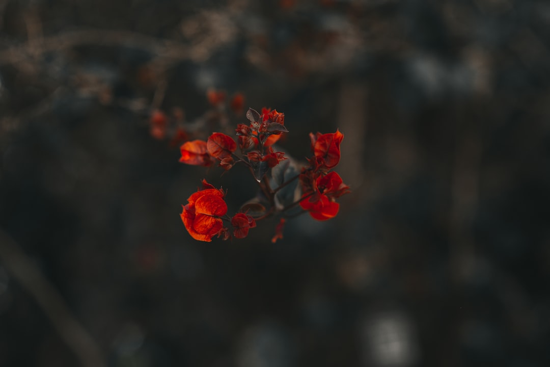 Photo verszegenyseg