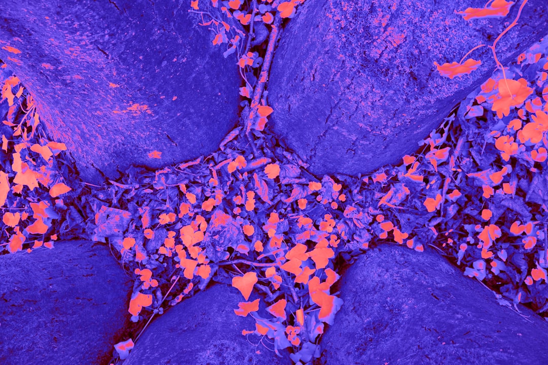 Photo colorectal cancer